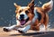 Joyful Canine Gallop: 4K Wallpaper of a Beautiful, Happy, Fluffy Dog Running Freely Outside