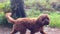 Joyful Cavapoo dog playing on a country trail off-leash