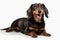 Joyful Dachshund Dog Isolated On Transparent Background, Posing Playfully And Smiling