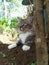 The Joyful Dance of a Cat in Nature\\\'s Embrace