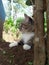 The Joyful Dance of a Cat in Nature\\\'s Embrace