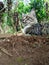 The Joyful Dance of a Cat in Nature\\\'s Embrace