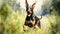 Joyful Doberman Pinscher Running In Grass - High Speed Sync Watercolor Painting