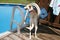 Joyful Dog Outdoor at the Pool Enjoys Summer, Happy Playtime and Having Fun on the Deck.