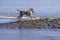 Joyful dog running towards the ocean along the surface of emerging tidal pool