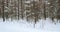 A joyful dog runs for a walk in the winter forest through the snowdrifts