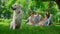 Joyful dog seated near family picnic. Happy labrador on nature close up.