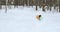 A joyful dog in a yellow blanket plays in blue snowdrifts in the forest