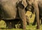 Joyful elephant kid guarded by mother