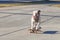 Joyful English bulldog riding a skateboard on the street