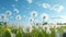 A joyful field of dandelions, their white tufts ready to take flight in the breeze