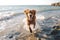 joyful Freedom: Dog Running on the Seashore