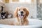 Joyful golden retriever dog in bathtub full of soap foam.