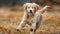 Joyful Golden Retriever Puppy Galloping in Sun-Kissed Fields - Pure Bliss Generative AI