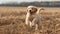 Joyful Golden Retriever Puppy Galloping in Sun-Kissed Fields - Pure Bliss Generative AI