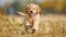 Joyful Golden Retriever Puppy Galloping in Sun-Kissed Fields - Pure Bliss Generative AI