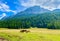 Joyful horse in a valley of Italian Dolomites mountains