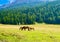 Joyful horse in a valley of Italian Dolomites mountains
