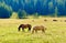 Joyful horse in a valley of Italian Dolomites mountains