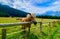 Joyful horse in a valley of Italian Dolomites mountains