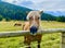 Joyful horse in a valley of Italian Dolomites mountains