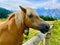 Joyful horse in a valley of Italian Dolomites mountains