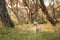 A joyful Labrador Retriever dog stands in a sunlit olive grove