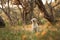 A joyful Labrador Retriever dog stands in a sunlit olive grove