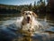 The Joyful Labrador Retriever in a Lake