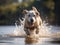 The Joyful Labrador Retriever in a Lake