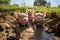 Joyful Piglets Frolicking in Muddy Patch - Adorable Stock Image