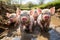 Joyful Piglets Frolicking in Muddy Patch at Rustic Pigpen