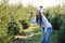 Joyful pretty young woman in warm hat photography beautiful christmas trees during walking among forestry plantings.