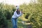 Joyful pretty young woman in warm hat photography beautiful christmas trees during walking among forestry plantings.