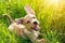 Joyful Puppy Embraces The Sunshine Frolicking In Grass With Attentive Ears