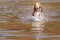 joyful puppy runs through the water to meet the owner.