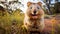 Joyful Quokka: Capturing Nature\\\'s Cheerful Spirit