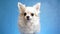 Joyful, satisfied and happy white fluffy Chihuahua dog wags tail and moves his ears isolated on blue background