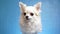 Joyful, satisfied and happy white fluffy Chihuahua dog wags tail and moves his ears isolated on blue background, 4k