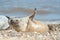 Joyful seal on a beach