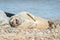 Joyful seal on a beach