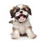 Joyful Shih Tzu Puppy Isolated on White Background. Generative ai