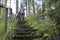 Joyful, smiling woman descends the steps overgrown with grass with a bicycle in her hands, amid pine trees, on a summer, warm day