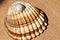 Joyful and summery set of seashells on a diffuse and colorful background