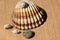 Joyful and summery set of seashells on a diffuse and colorful background