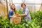 Joyful vegetable growers collecting the harvest in a hothouse