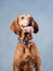 A joyful Vizsla gazes upward with a wide smile, set against a blue background.