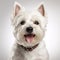 Joyful West Highland White Terrier Puppy Photo With Brown Collar
