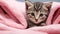 Joyful Wet Gray Tabby Cute Kitten Wrapped in a Pink Towel After Bath