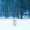 Joyful white Samoyed dog running on snow at winter day over empty copy space background trees forest